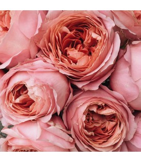 Garden rose Romantic Antike